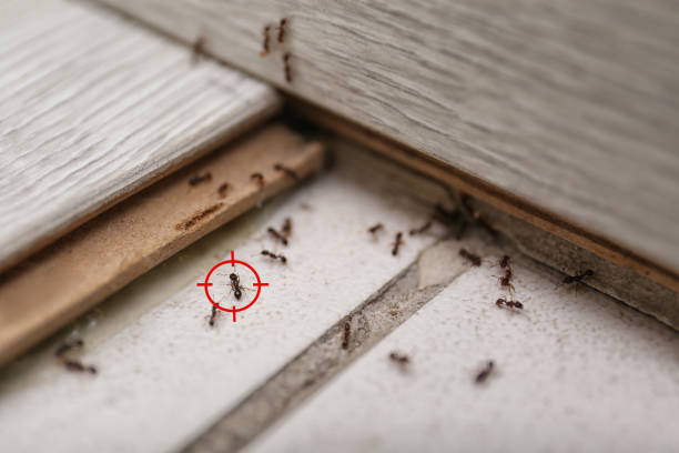 Best Termite Control Services  in Penn Yan, NY